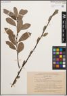 Foto von Salix cinerea L.